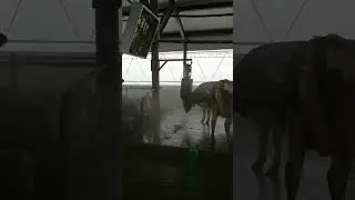 Животноводческая ферма на 1200 голов в Республике Татарстан