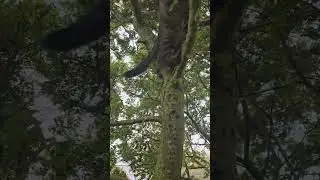 Findus jump