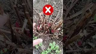 NEVER DO THIS WITH PEONIES IN THE SPRING, OTHERWISE THEY WILL NOT BLOOM
