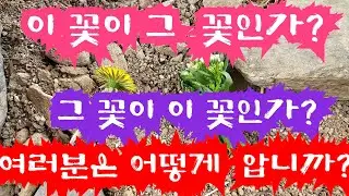 [괴담 놀이 NO] 23-4-4-3 이 꽃이 그 꽃인가? 그 꽃이 이 꽃인가? 어러분은 어떻게 압니까?