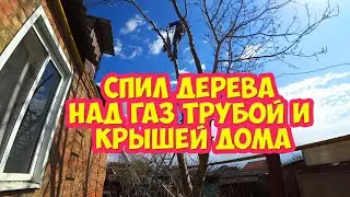 Спил дерева над газ трубой и крышей дома