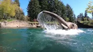 Playful Asian Elephant Turns Sweet 16