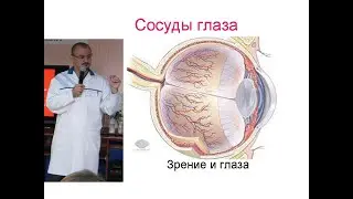Blood supply to the eye. Its disruption. Dyscirculatory ophthalmopathy.
