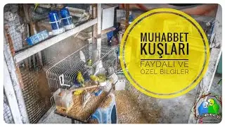 Muhabbet Kuşları Faydalı Ve Özel Bilgiler