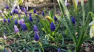 Welcome Early signs of Spring in my Garden
