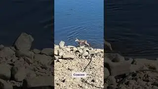 Каждое утро северные олени переплывают реку и выходят прямо к нам в лагерь. Людей не боятся