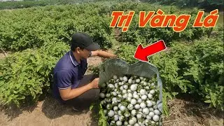 kỹ thuật trị vàng lá đốm nâu trên cây CÀ PHÁO TRẮNG sau 7 ngày 🍅 - huỳnh thủy tinh vlog