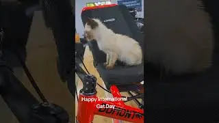 Happy International Cat Day! If you know us, then you know that we love cats and Catrikes!  #trike