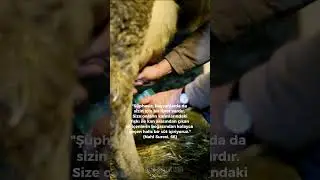 Şüphesiz, hayvanlarda da sizin için bir ibret vardır. #shorts #nature #motivation #religion #quran