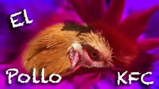 POLLO KFC | Vlog #126