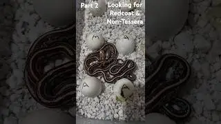 Alexstrasza & Shivermaw's babies are hatching.  Cornsnake Eggs Part 2