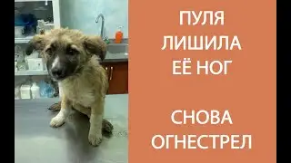 ПУЛЯ В ПОЗВОНОЧНИКЕ. 4х-МЕСЯЧНЫЙ ЩЕНОК.