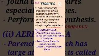 chlorenchyma vs sclerenchyma