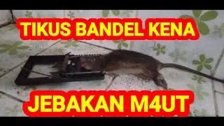 pasang jebakan m4ut,tikus bandel