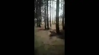 Наркоманы перекопали весь лес в поисках закладки