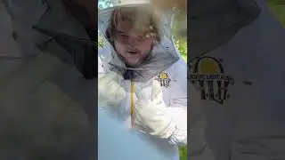 Checking the Bee Hive Goes Wrong! 