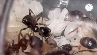 Replacing water cartridges in Lasius and Messor colonies (ENG subs)