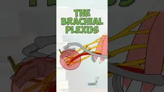 Brachial Plexus Terminal Branches #anatomy #education