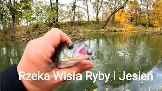 RZEKA WISŁA RYBY I JESIEŃ