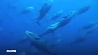 Mediterranean Bluefin Tuna - TONNO ROSSO