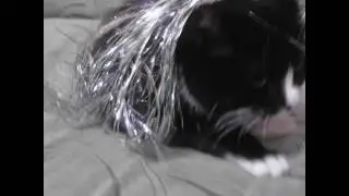 Милые фото с котиками o (∩ ω ∩) oo (∩ ω ∩) o