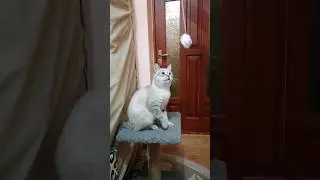 КОТИК ВОЛЕЙБОЛИСТ🐈🤾‍♂️