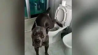 Кане корсо писает в унитаз...  Зор’Дон Из Созвездия Адомаса