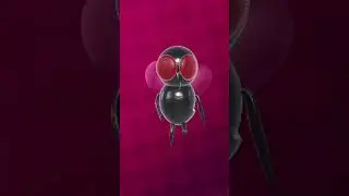 Fly Dancing