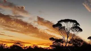 Nature sounds to relax and focus, birds singing, ambient sound, relaxing sounds.