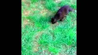 Кошка поймала змею в центре Ростова