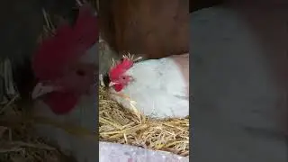 Сердитая супернесушка😊