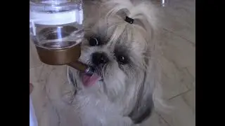 Поилка 