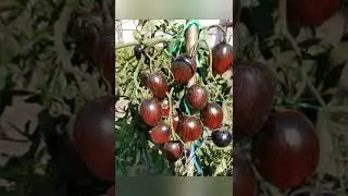 ЭТОТ ТОМАТ БОЛЬШЕ НИКОГДА НЕ ПоСАжУ, КАК РеЗиНА