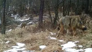 Vlci, jelene...Február 22, Slovenský kras(wolf, canis lupus, Волк), Tetrao Strix