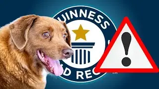 Bobi: World's Oldest Dog Under Investigation
