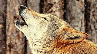 💚 Animals for Kids: Wolf, Goat, Giraffe, Elephant, Goose — ✅ SAVE THIS PLAYLIST