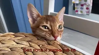 БЕЗ КОТА И ЖИЗНЬ НЕ ТА! АБИССИНСКАЯ ПОРОДА КОШЕК. ПРОДОЛЖЕНИЕ Ч.3