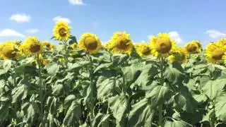 Подсолнухи) Немного лета и тепла всем в ленту))))