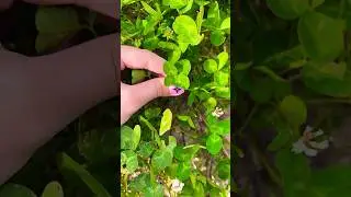 Четырехлистный клевер🍀 на удачу🍀💫Всем сомневающимся посвящается😏