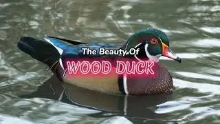 Discover the Hidden Charms of Wood Ducks: Nature's Exquisite Avian Jewels