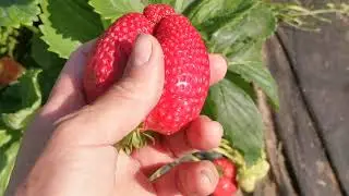 ЛУЧШИЙ ПОЛИВ ДЛЯ КЛУБНИКИ ЭТО КАПЕЛЬНОЕ ОРОШЕНИЕ МЕТОД ФЕРТИГАЦИИ ДЛЯ БОЛЬШОГО УРОЖАЯ ВИДЕО № 5