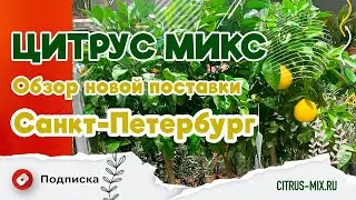 Обзор новой поставки цитрусовых и комнатных растений в Санкт-Петербурге