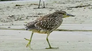 Socó-dorminhoco juvenil / Nycticorax nycticorax 🙂