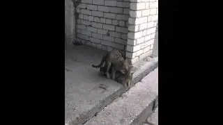 Кошачье порно