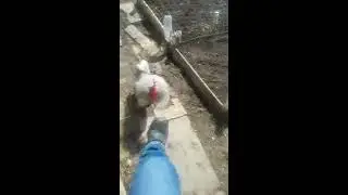 Петух борцуха загнал меня в вольер. Петух оффник.
