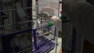 Relaxante, Calopsita que ama um carinho