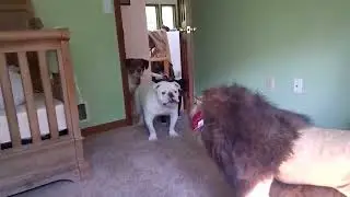 100 Interesting Animal Moments Caught On Camera