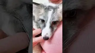 Would you walk a fox?