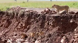 Lion cubs struggle following their mother