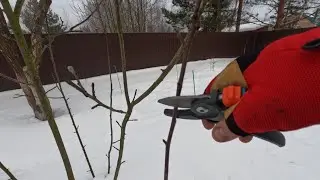 Обрезка молодых яблонь. Сезон 2024г.